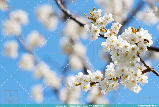 Season Easter Japanese - دانلود عکس - پارس ایمیجز - download image ...