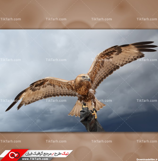 دانلود تصویر با کیفیت عقاب شکاری