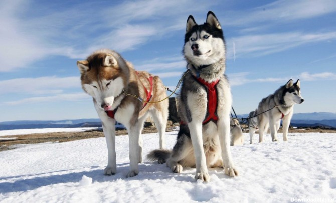 سگ هاسکی آلاسکایی، خصوصیات فیزیکی، تاریخچه - پت شاپ آنلاین سیناوت ...