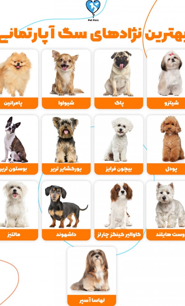 تمام نژاد سگ ها با عکس