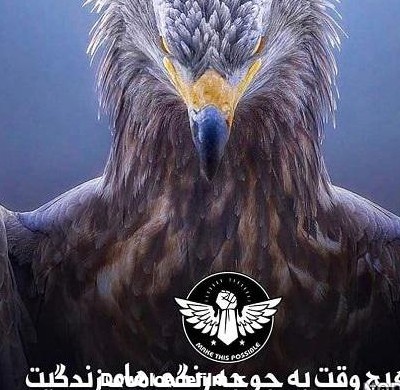 عکس عقاب کوهی - عکس نودی