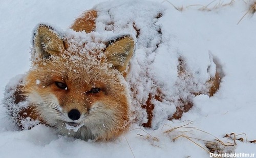 عکس روز: روباه قرمز در میان برف - همشهری آنلاین