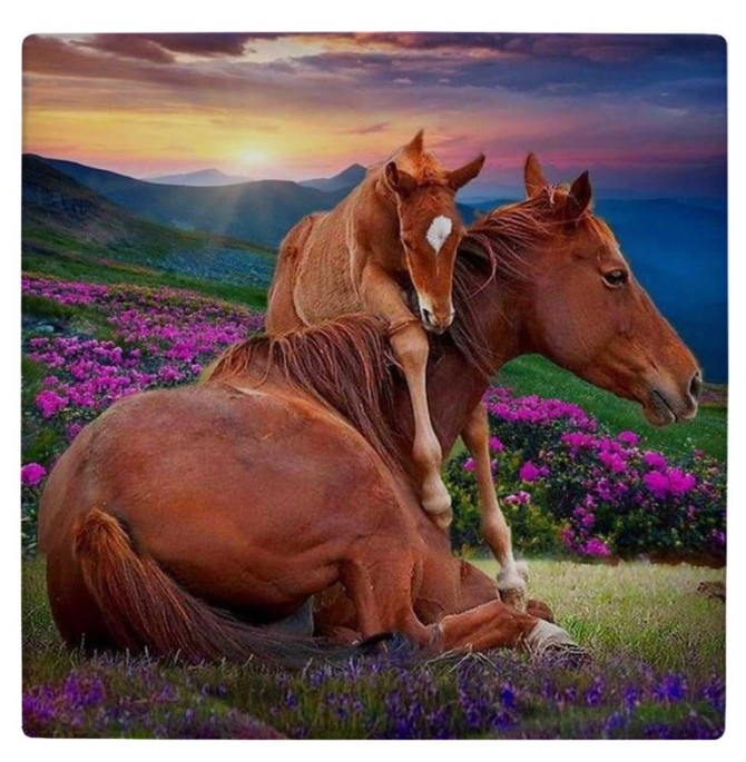 عکس اسب در طبیعت