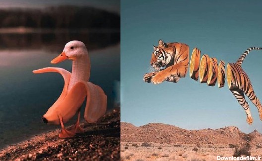 خلاقیت جالب یک عکاس در طراحی عکس حیوانات +عکس
