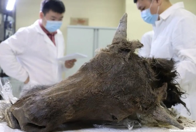 حیوان باستانی منقرض شده به حیات باز می‌گردد؟/ عکس - خبرآنلاین