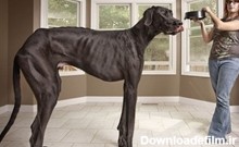 بزرگترین سگ دنیا به اندازه یک اسب+عکس - قدس آنلاین