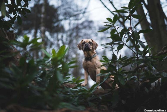 دانلود تصویر سگ قهوه ای در جنگل