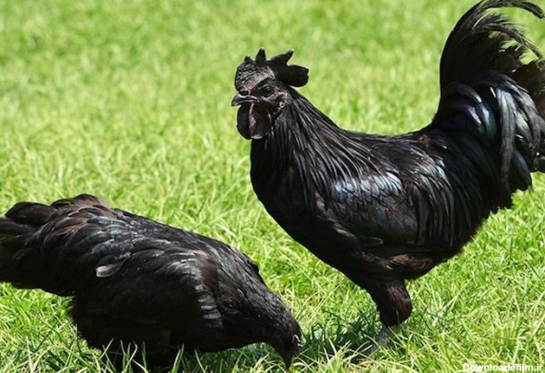 مرغ سیاه