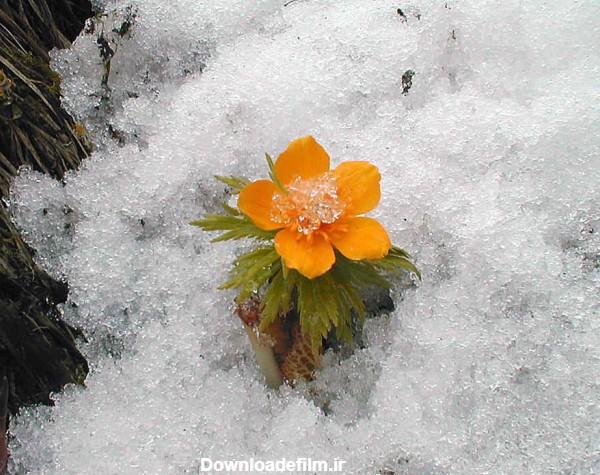 گل یخی - عکس ویسگون