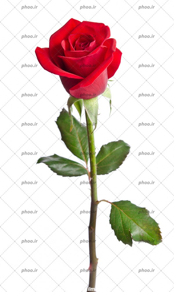 عکس با کیفیت یک شاخه گل رز قرمز در پس زمینه سفید – عکس با کیفیت و ...