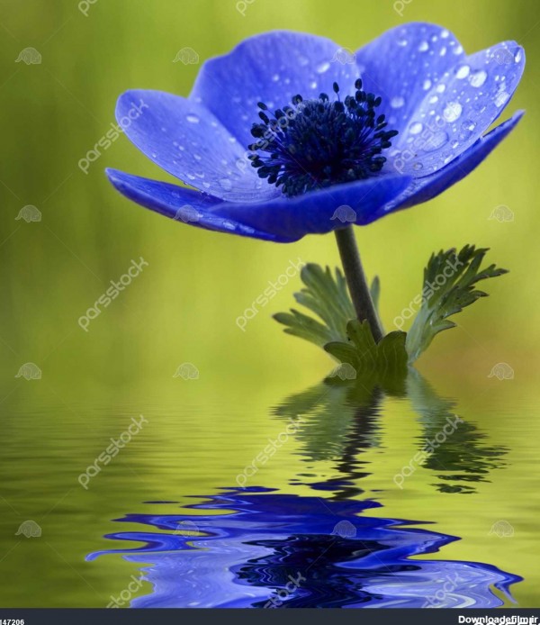 گل شقایق آبی منعکس کننده در آب 1147206