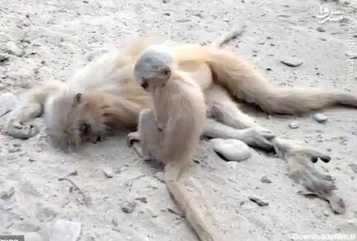 گریه‌ بچه میمون بالا سر جنازه مادرش +عکس و فیلم - مشرق نیوز
