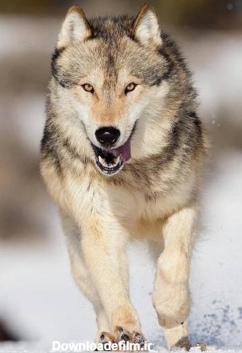 عکس گرگ های زیبا برای پروفایل | تصاویر گرگ های وحشی و خشمگین