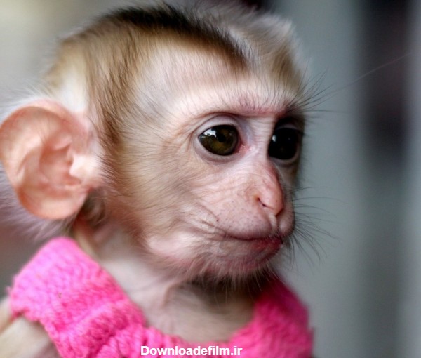 بچه میمون دختر با لباس صورتی girl monkey