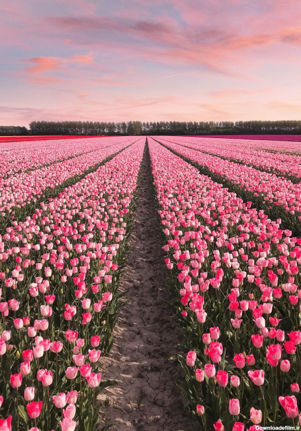 تصاویر دیدنی بسیار زیبا از هلند سرزمین گلهای لاله