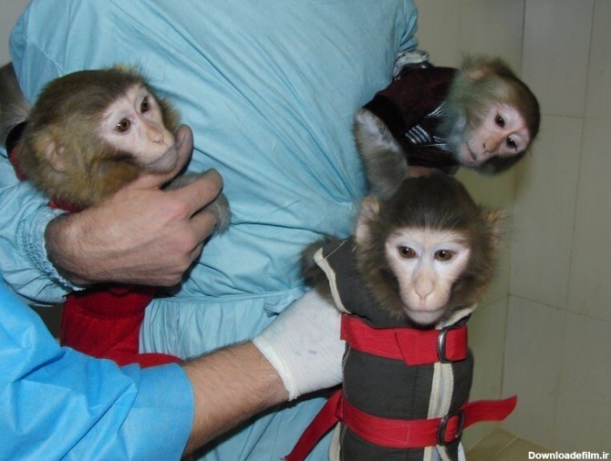 میمون‌های فضانورد ایرانی ۱۲ سال پس از پرتاب کجا هستند؟/ عکس