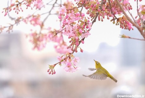 مجموعه عکس‌های با کیفیت از فصل بهار
