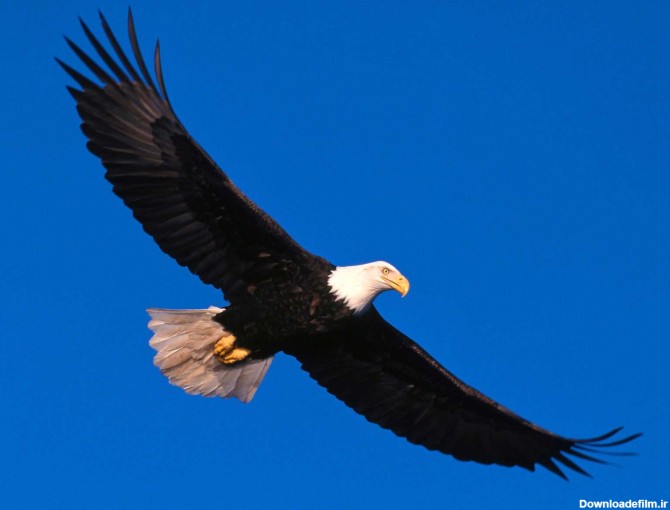عقاب در حال پرواز