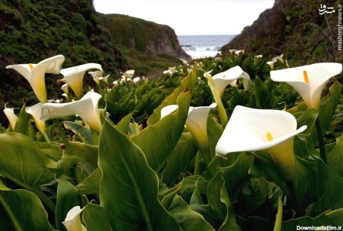 آخرین خبر | گل های وحشی شیپوری در سواحل اقیانوس آرام