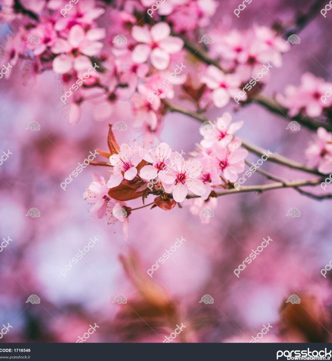 شکوفه دادن گیلاس ژاپنی با گلهای صورتی رنگی پس زمینه گل طبیعی بهاری ...