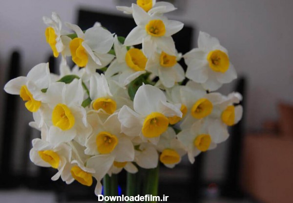 تصاویر بسیار زیبا از گل نرگس - سیدرضا بازیار