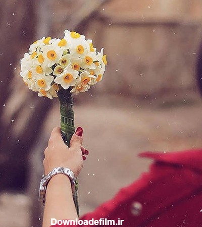 گالری عکس گل نرگس؛ ۳۲ گل زیبا برای پروفایل و بک‌گراند موبایل | ستاره