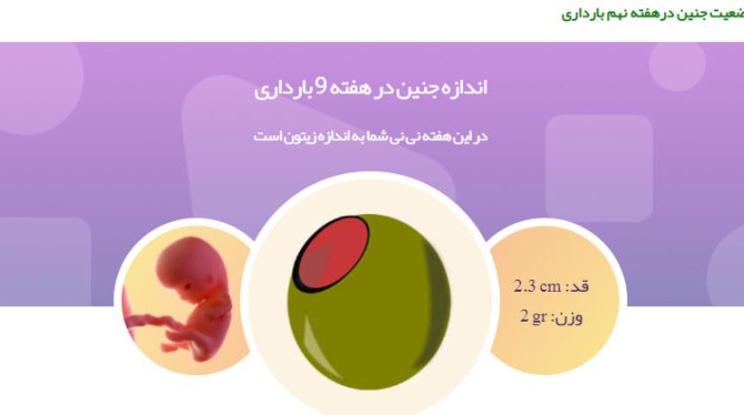 وضعیت جنین در هفته نهم بارداری111