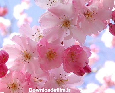 عکس گل های بهاری برای پروفایل