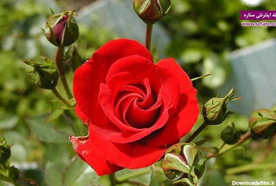خواص گل سرخ چیست؟