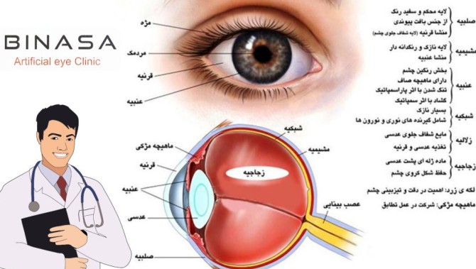 اجزای چشم انسان - کلینیک پروتز چشم بیناسا
