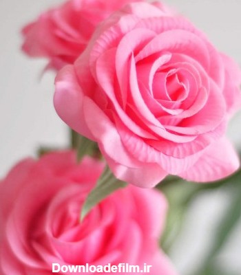 عکس گل رز صورتی عاشقانه | گل رز صورتی و سفید زیبا برای پروفایل