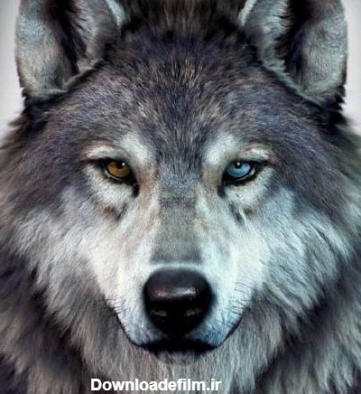بزرگترین و خطرناک ترین گرگ در جهان به همراه عکس - Happypet