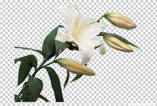 Borchin-ir-lilium flower free photo_png دانلود عکس دوربری شده گل لیلیوم سفید۲