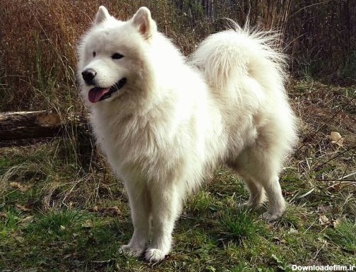 9 نژاد سگ پشمالو در جهان را بشناسید! - ویرگول