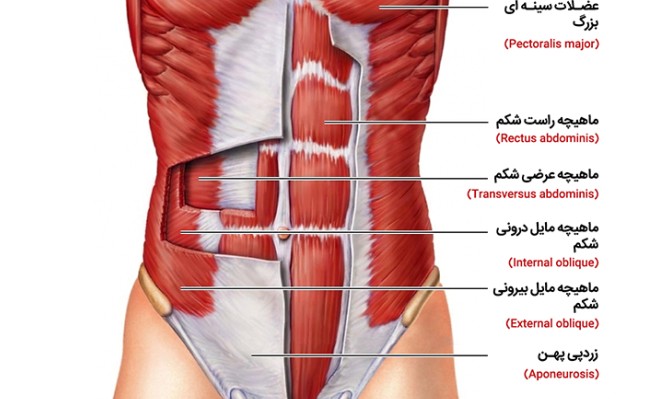 آناتومی عضلات شکم