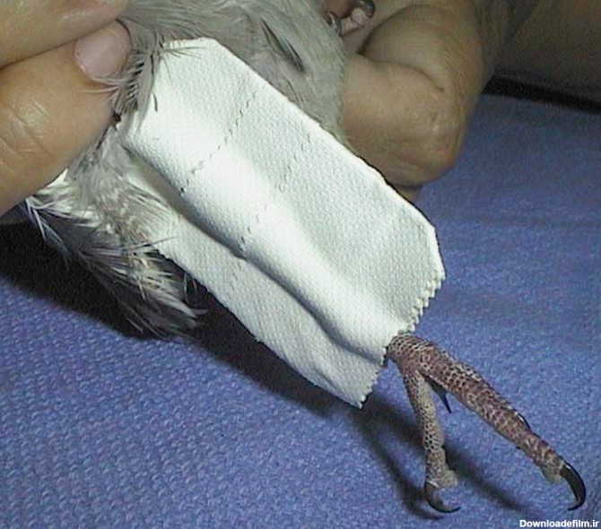 Photo of درمان شکستگی پای پرندگان در شیراز یزد اصفهان مشهد تهران | شکستگی پای طوطی | درمان شکستگی پای عروس هلندی