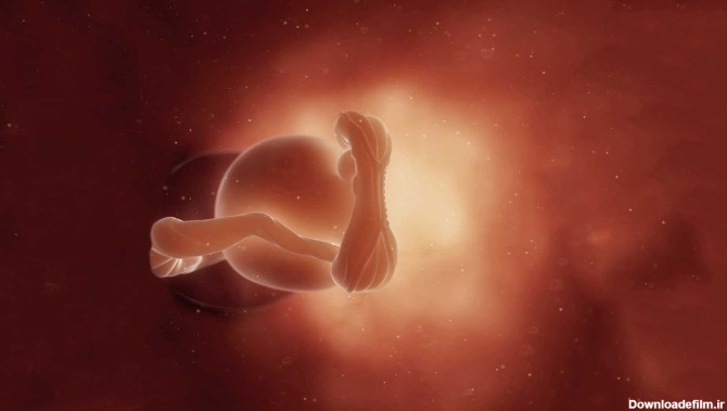 رشد جنین در هفته پنجم بارداری