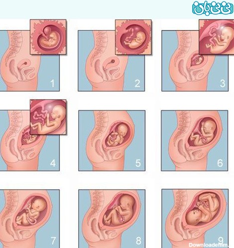 تقسیم بندی هفته ها و ماههای بارداری