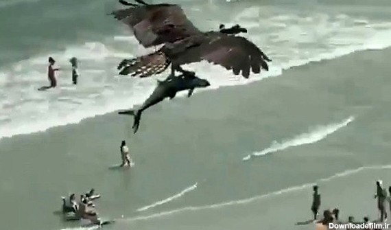 صحنه عجیب پرواز عقاب با کوسه در آسمان +عکس