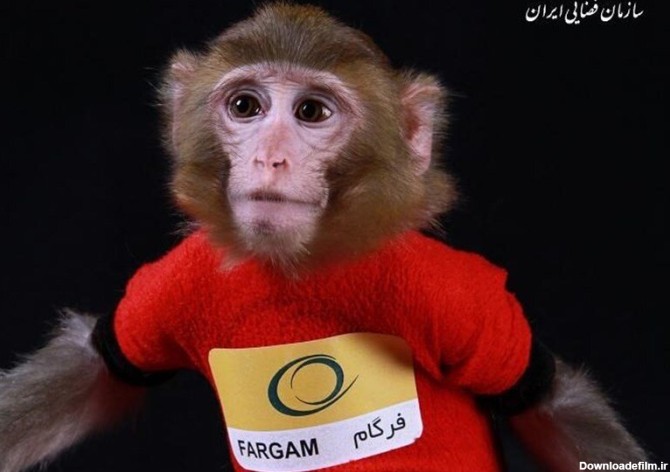 میمون‌های فضانورد ایرانی ۱۲ سال پس از پرتاب کجا هستند؟/ عکس ...