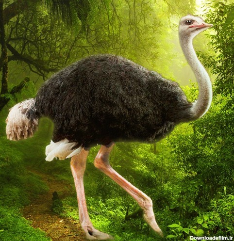 The Ostrich - برنامه‌ها در Google Play