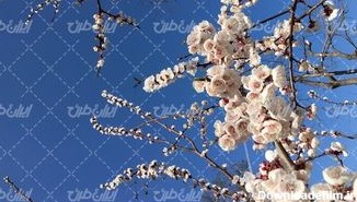 تصویر با کیفیت شکوفه بهاری همراه با فصل بهار و منظره بهاری