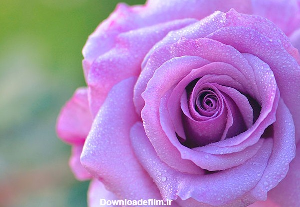 عکس های زیبا و دیدنی از گل های رز در طبیعت
