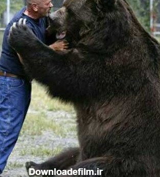 دوستی صمیمانه مرد و خرس غول پیکر + عکس