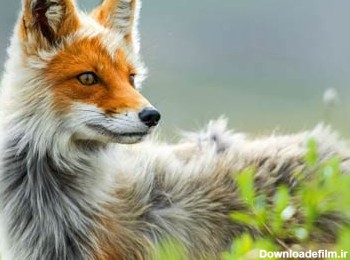 والپیپر منتخب از روباه زیبا fox animal wallpaper