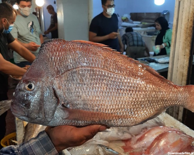 ماهی شانک صورتی یا کخو/ آچار فرانسه خلیج فارس | فروشگاه محصولات ...
