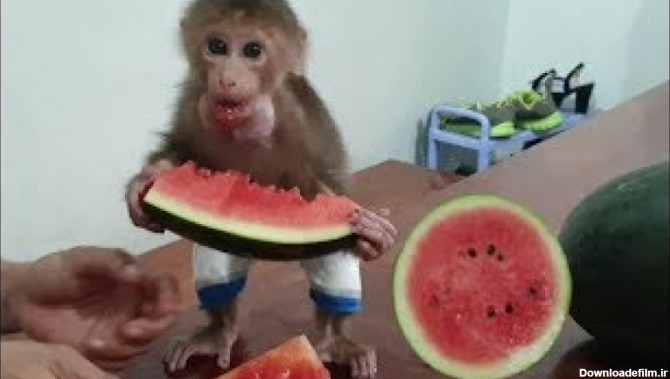 میمون بامزه و خوردن هندوانه