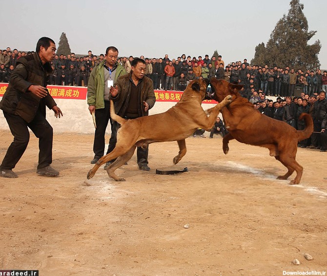 تصاویر/ نبرد خونین سگ‌ها