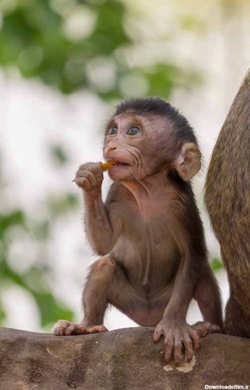 دانلود تصویر بچه میمون از نمای نزدیک | تیک طرح مرجع گرافیک ایران