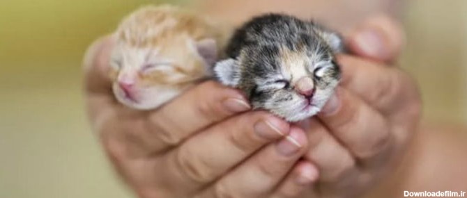 عکس بچه گربه که تازه به دنیا آمده